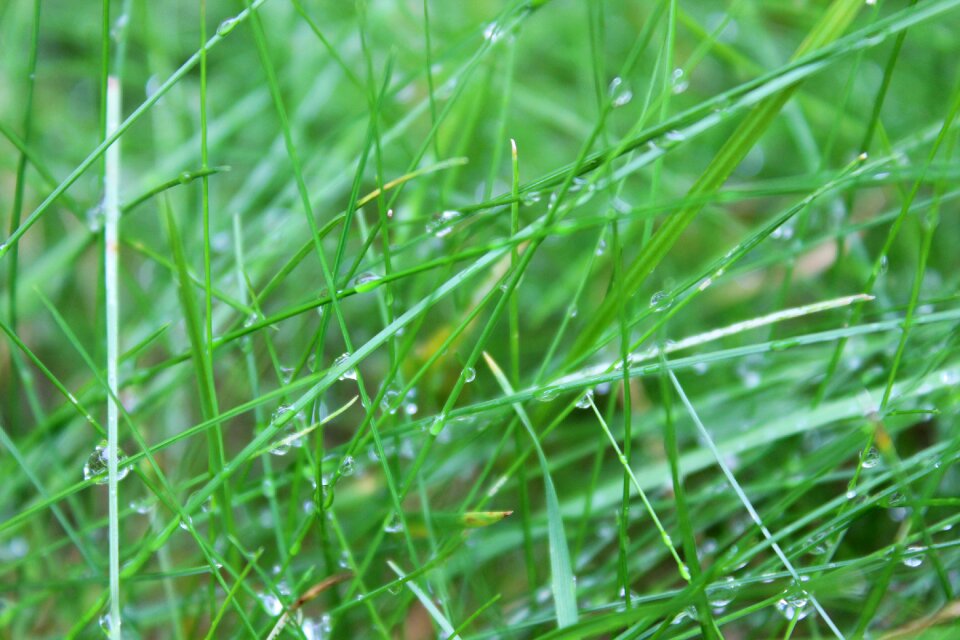 Water drop of water green