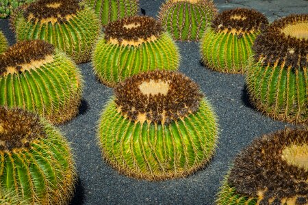 Green spur prickly