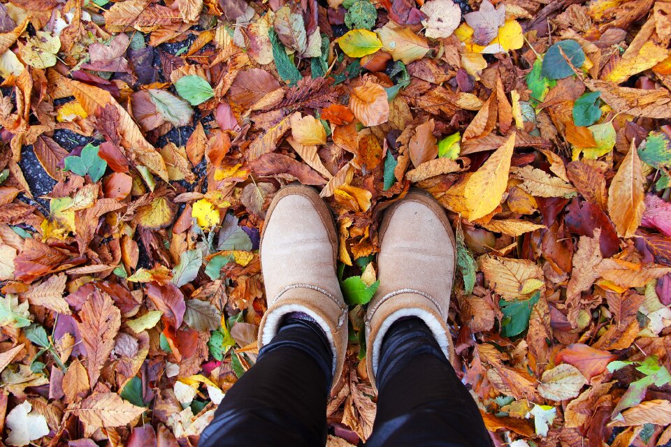 Leaf season nature