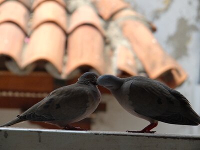 Roof bird dove