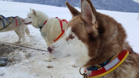 Husky sled dog winter photo
