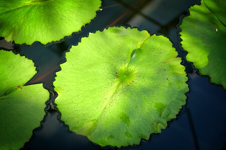 Background aquatic plant water