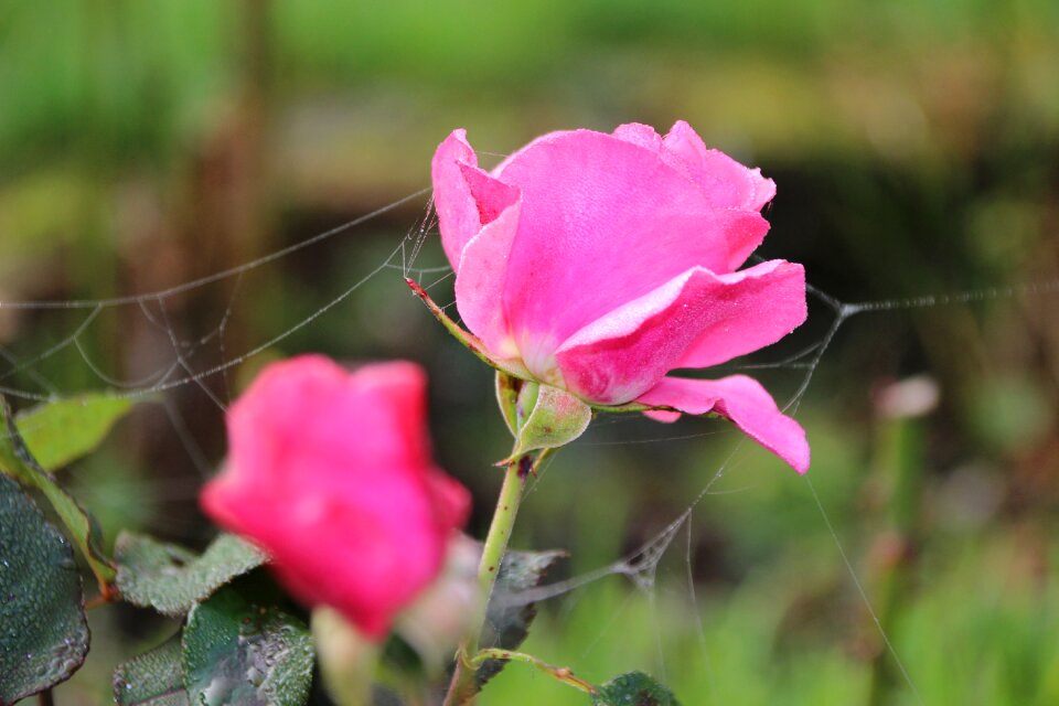 Dew morning delicate gang