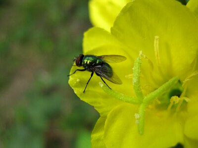Nature bug macro