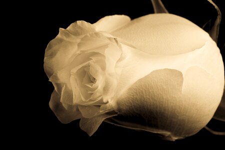 White black petals