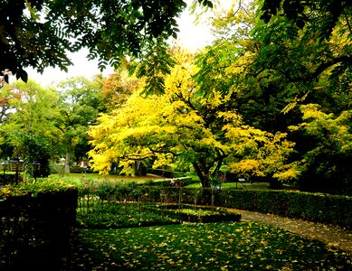 Colorful leaves fall foliage leaf photo