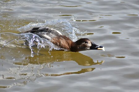 Bird wild birds waterfowl photo