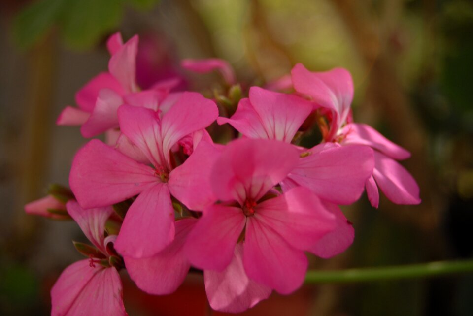 Petals tlapa de comonfort gro