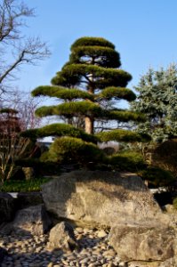 Japanischer Garten (Freiburg im Breisgau) 4995
