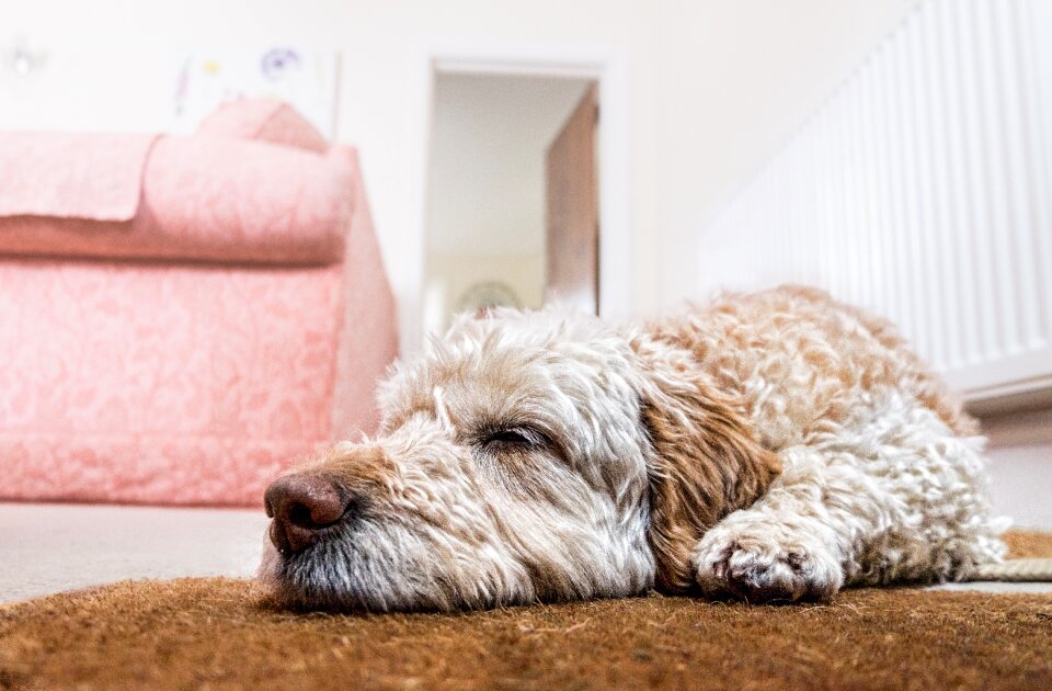 Sleeping pet animal