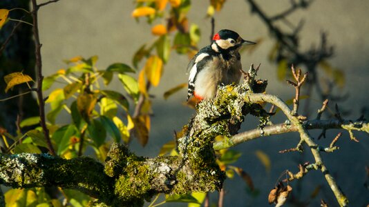 Animal world leaf woodpecker