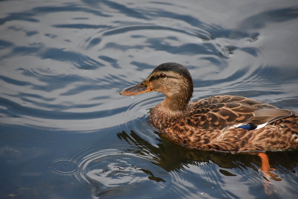 Waterfowl animal natural
