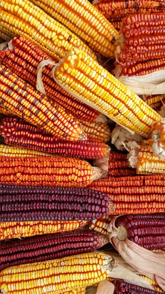 Grains tenon cereals