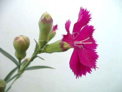 Nature plant color pink photo