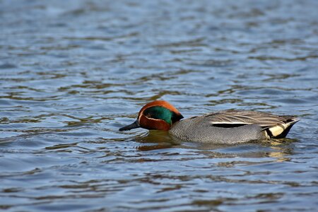 Bird wild birds waterfowl