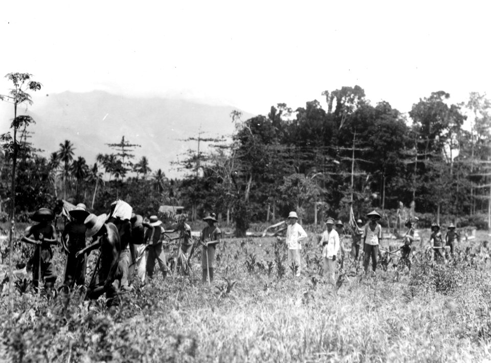 Javanska pojkar på jordbruksarbete. Sulawesi. Indonesien - SMVK - 010750b