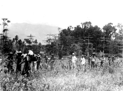 Javanska pojkar på jordbruksarbete. Sulawesi. Indonesien - SMVK - 010750b