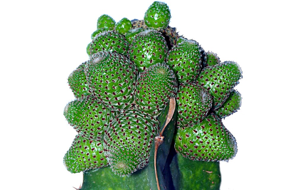 Leaf eating plant