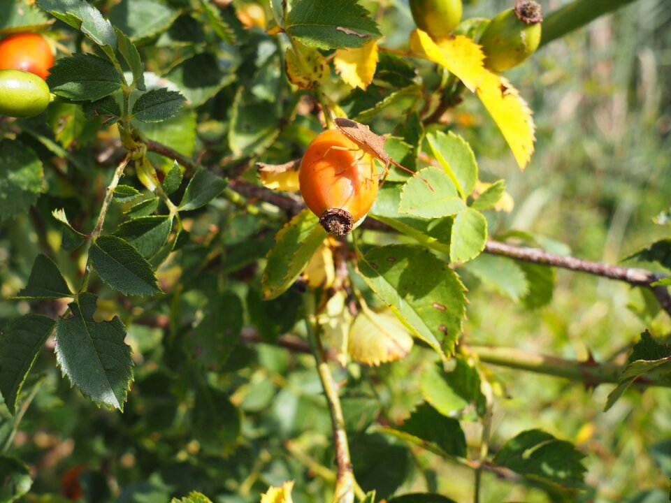 Hiften rose apples hetschhiven
