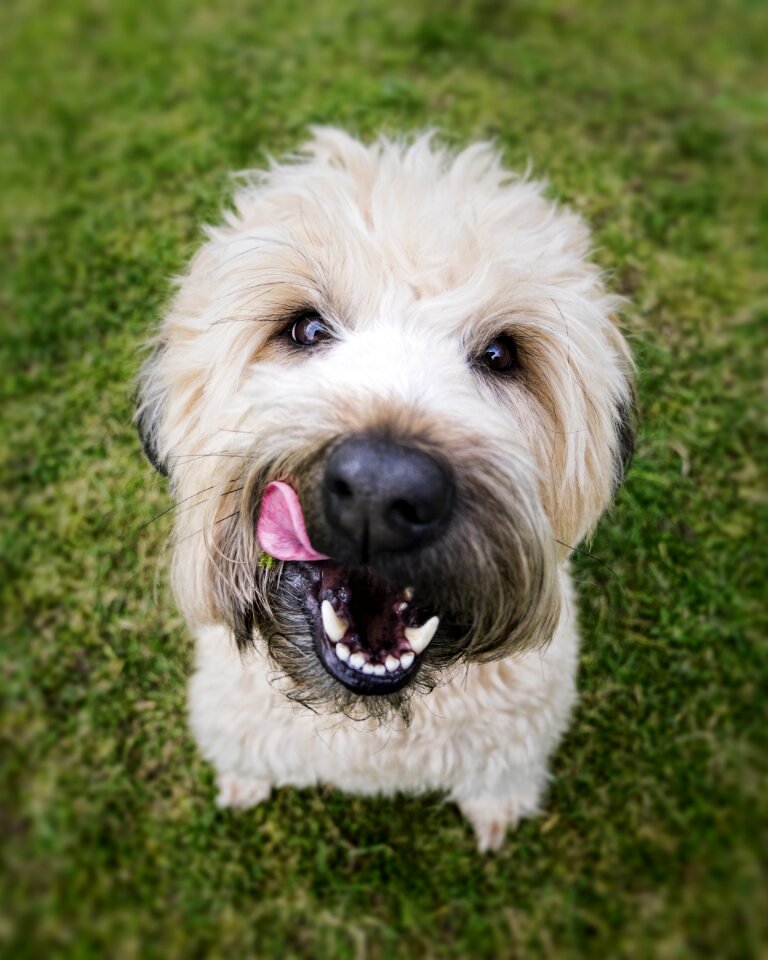 Pet cute animal