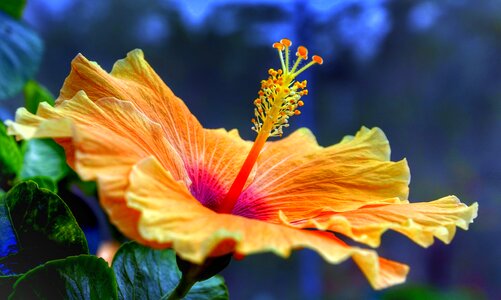 Orange yellow nature