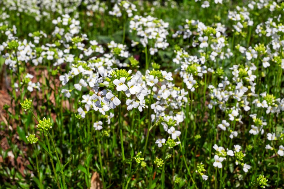 White white flowers white flower