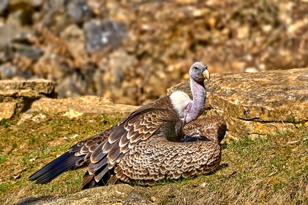 Bird animal adler