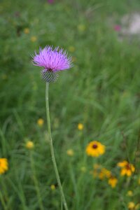 Blossom plant meadow