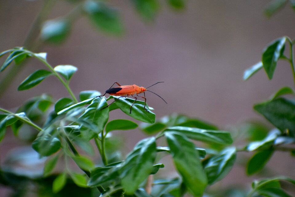 Red eyes nymph boisea trivittata