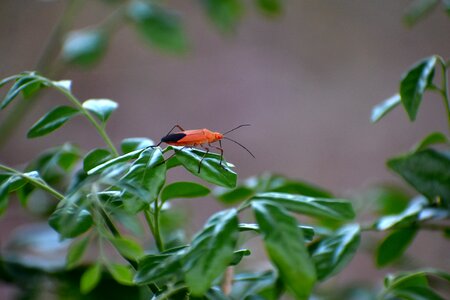 Red eyes nymph boisea trivittata