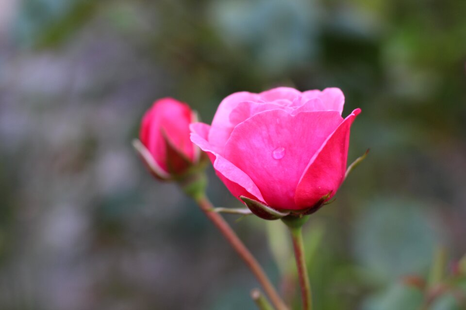 Bloom romance dew drop