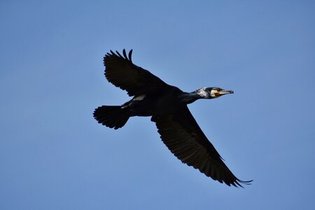 Wild birds cormorant cover photo