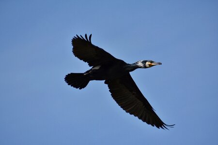 Wild birds cormorant cover
