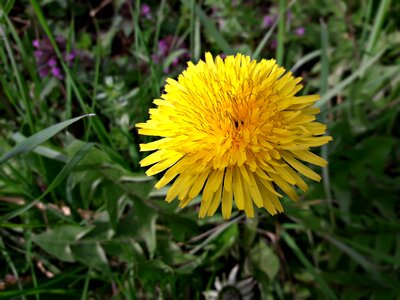 Summer lawn sonchus oleraceus