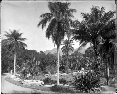 Jardim Botânico - 5