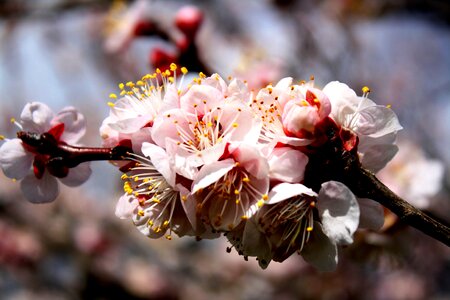 Flowers apricot fruit tree