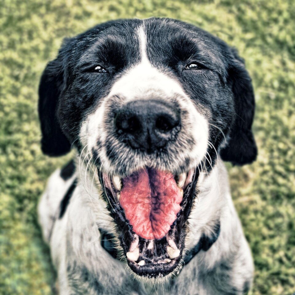 Happy dog animal pet