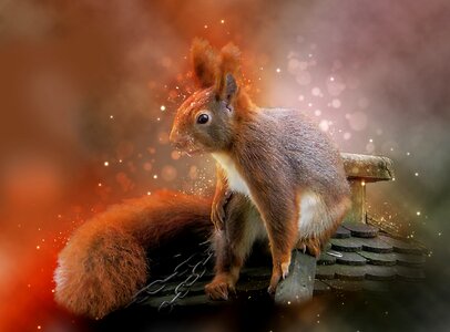 Cute garden climb