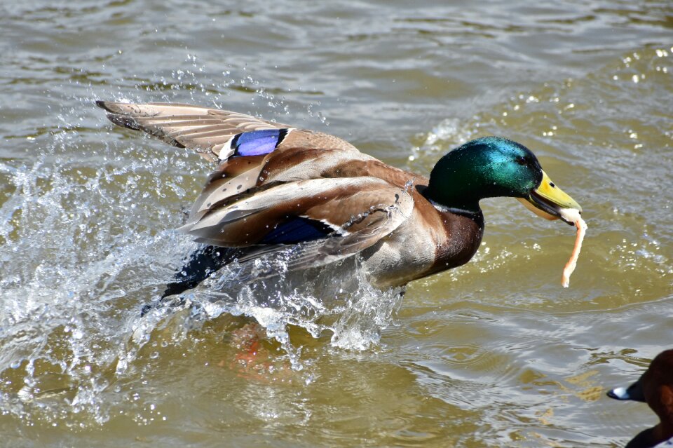 Bird wild birds waterfowl