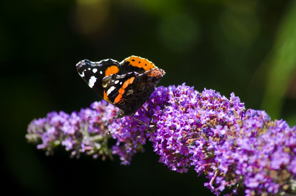 Summer butterfly flower
