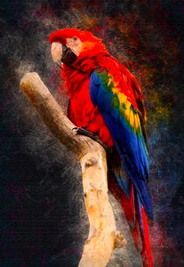 Bird colorful fauna photo