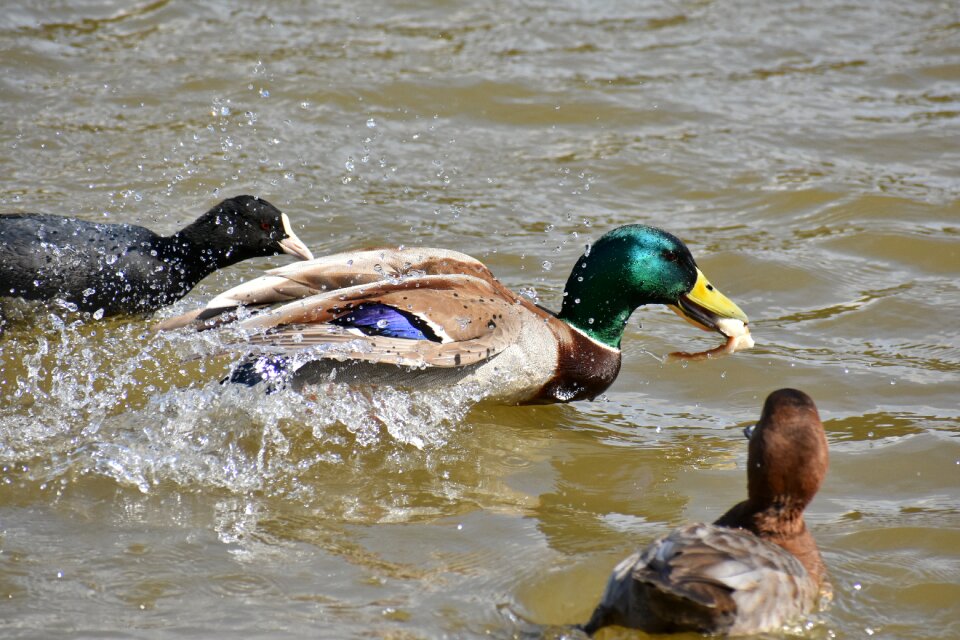 Bird wild birds waterfowl