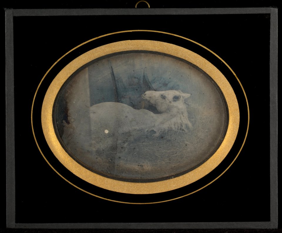 Jean-Gabriel Eynard (Swiss - (Study of a white foal) - Google Art Project