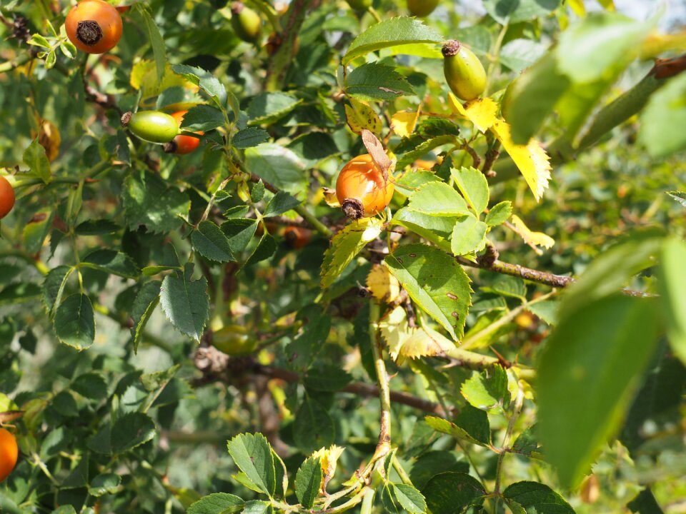 Hiften rose apples hetschhiven