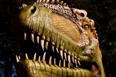 Dino prehistoric eye photo