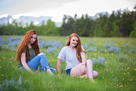 Summer field flowers photo