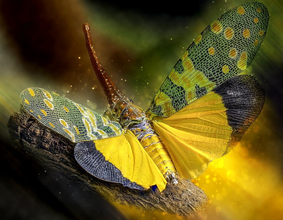 Vietnam nature wildlife