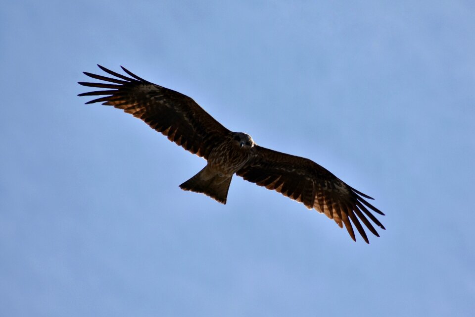 Wild birds raptor video