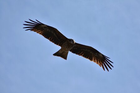 Wild birds raptor video