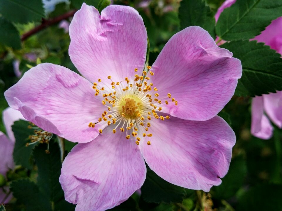 Meadow flower floral